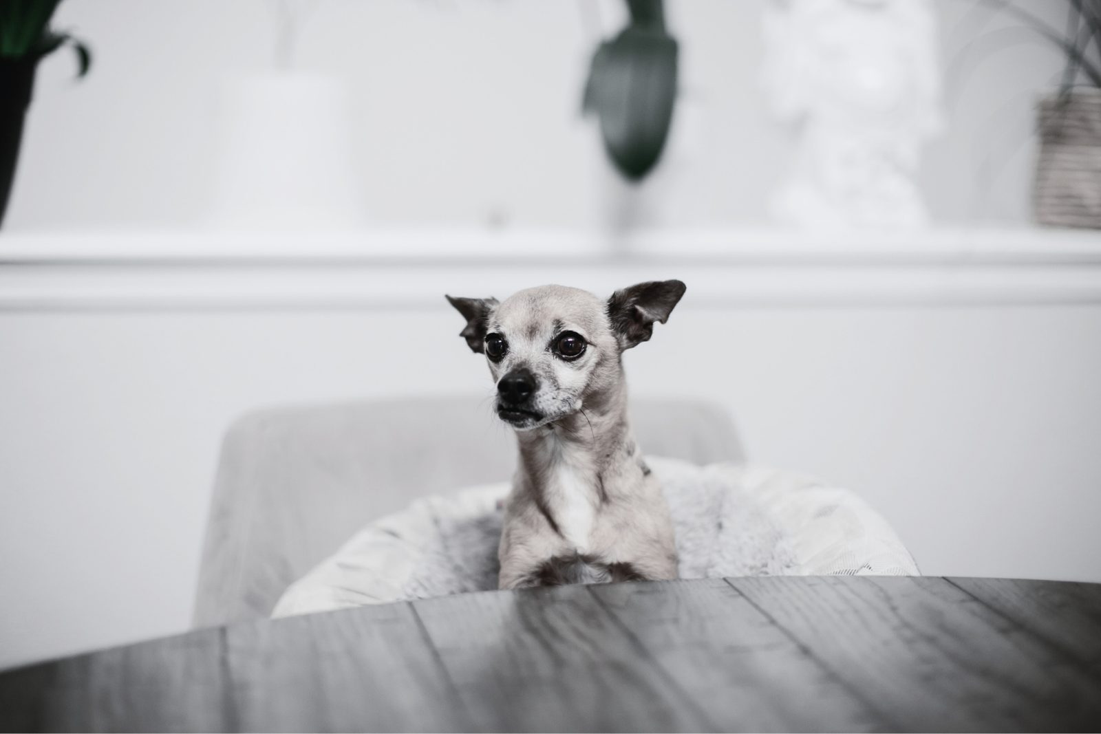 Hula the chihuahua